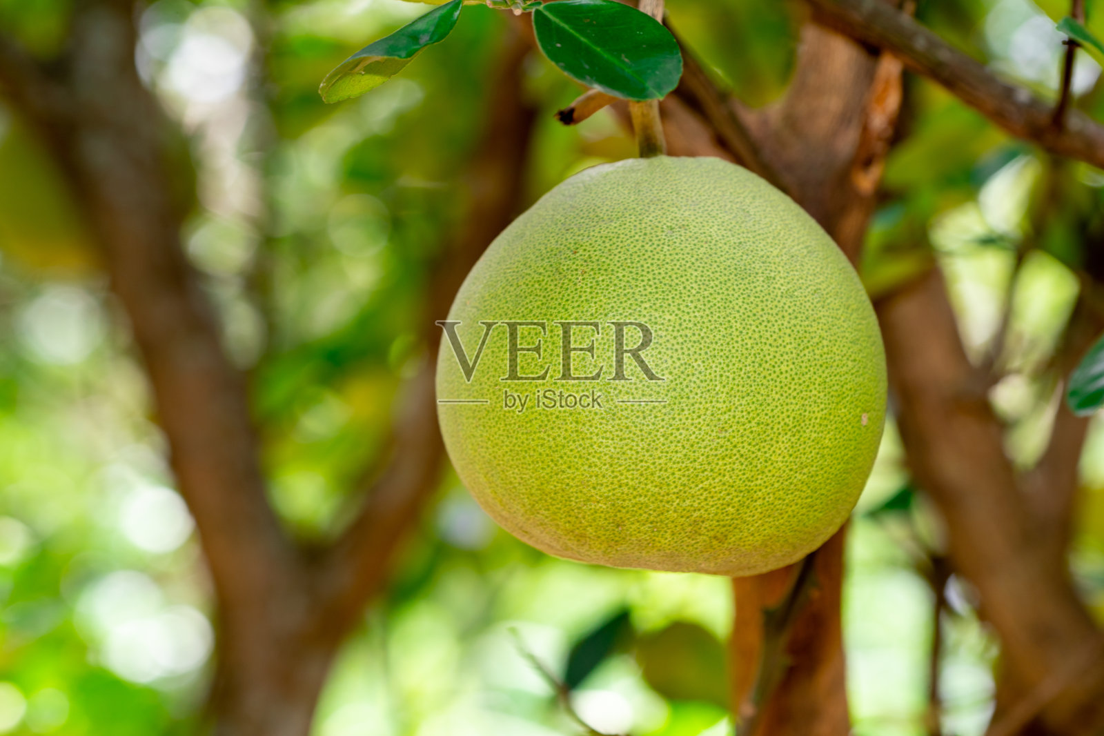 有机帕美罗水果在花园农场的树上照片摄影图片