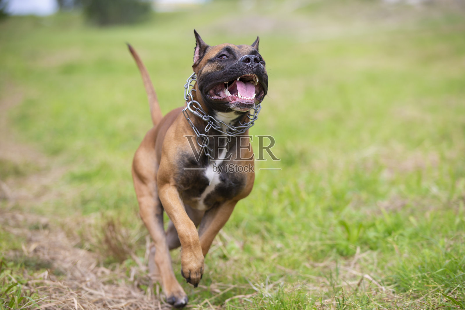 美国斯塔福德郡正在竞选。Amstaff在散步。打狗照片摄影图片