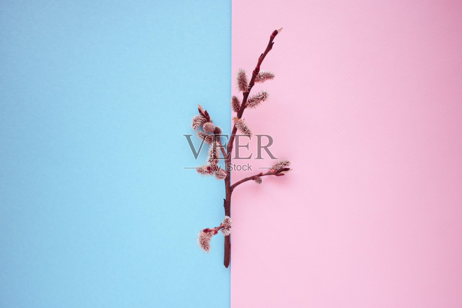 在蓝色和粉红色的背景上的猫咪柳枝。平躺，俯视图照片摄影图片