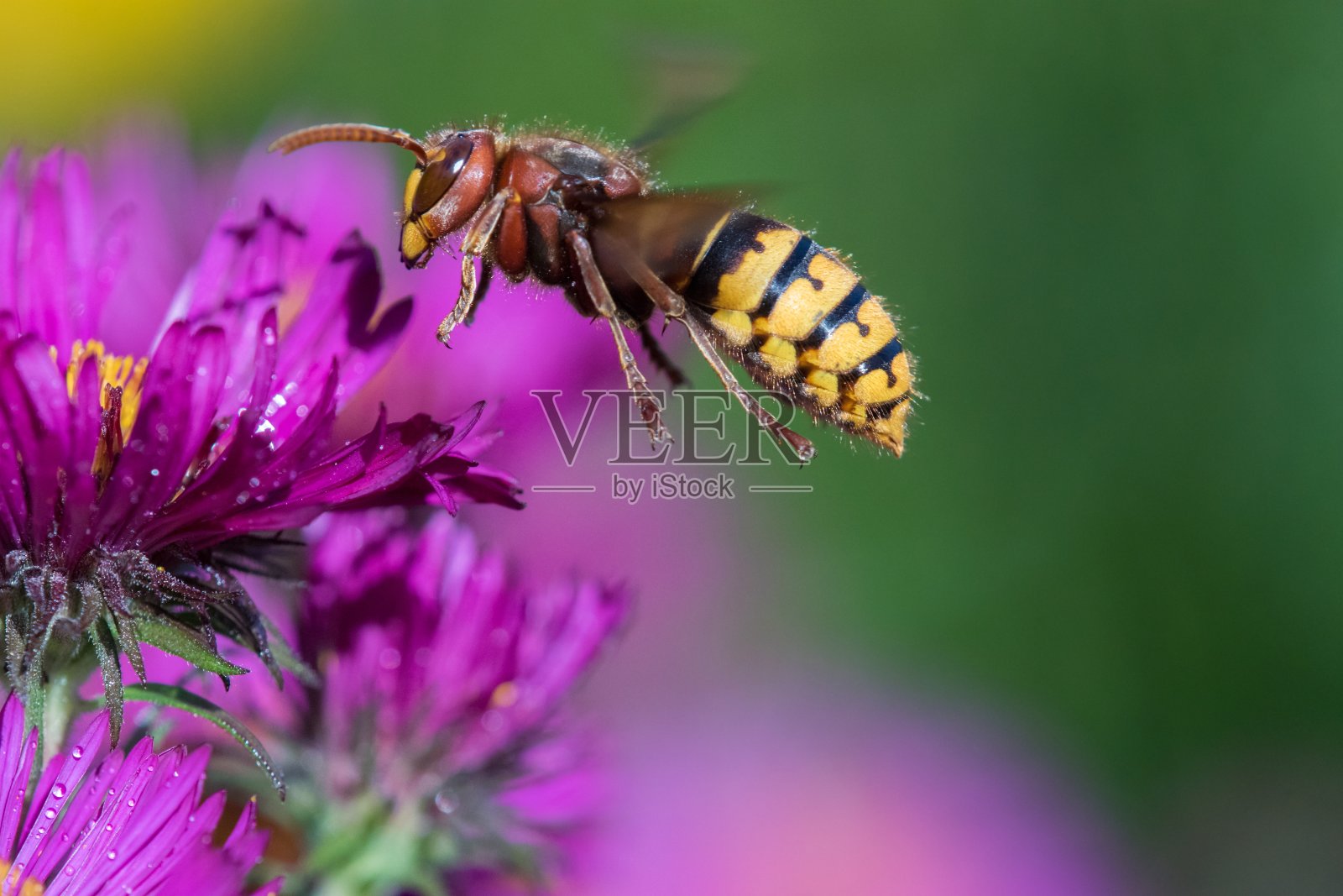 黄蜂与紫菀花照片摄影图片