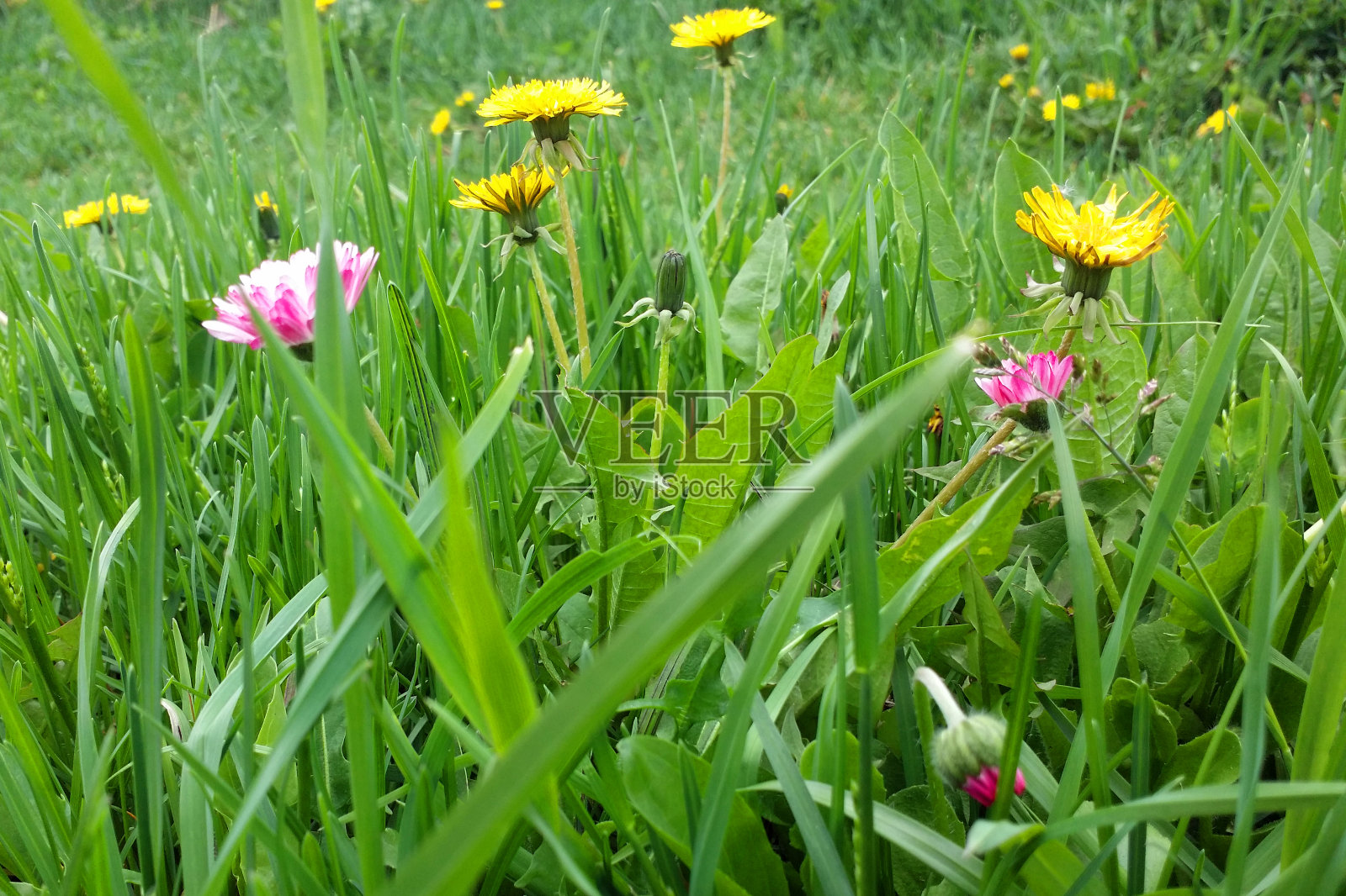 春天明亮的背景与黄色的蒲公英和粉红色的野花照片摄影图片