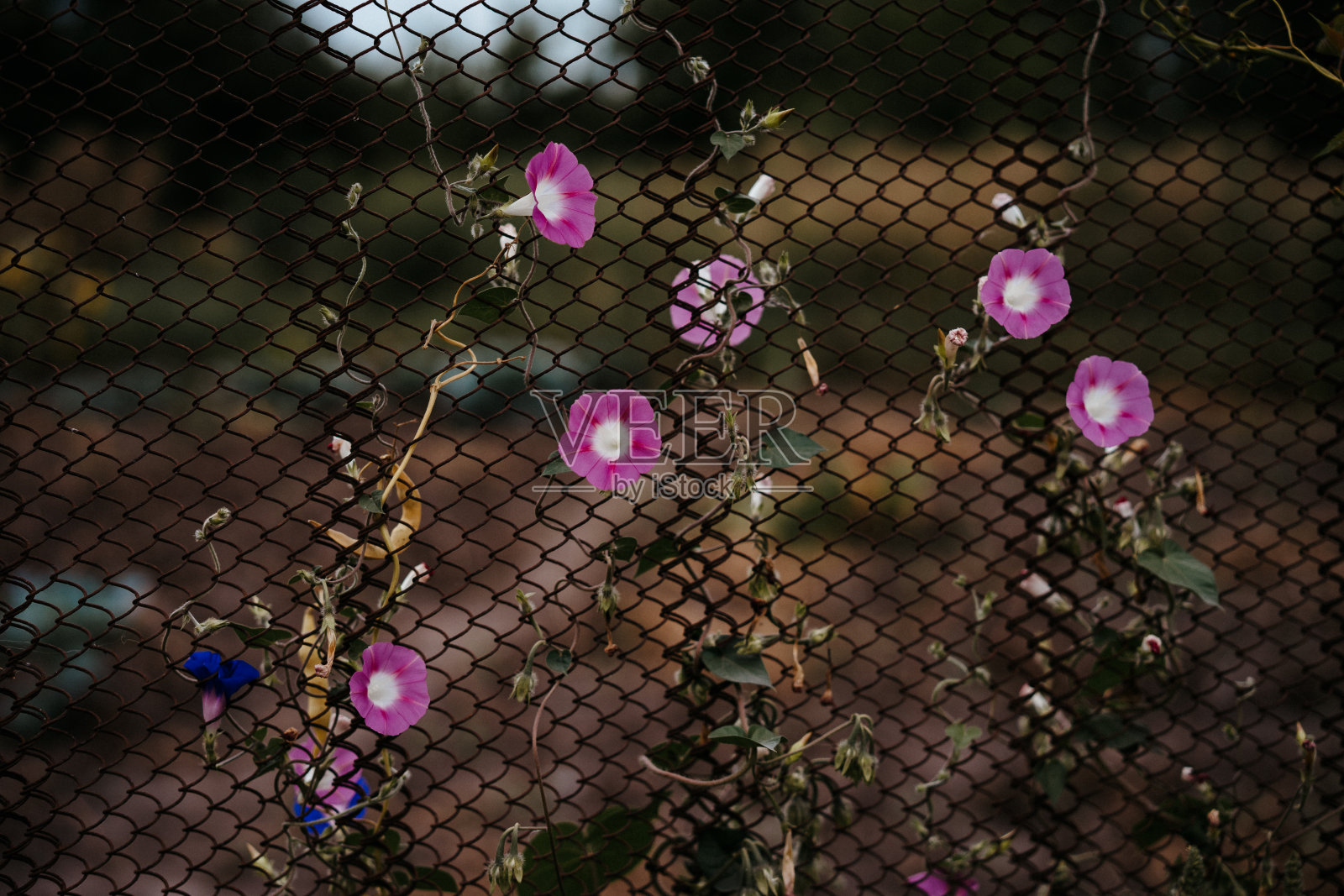 番石榴开花植物卷曲，纵横交错，成篱笆、树照片摄影图片