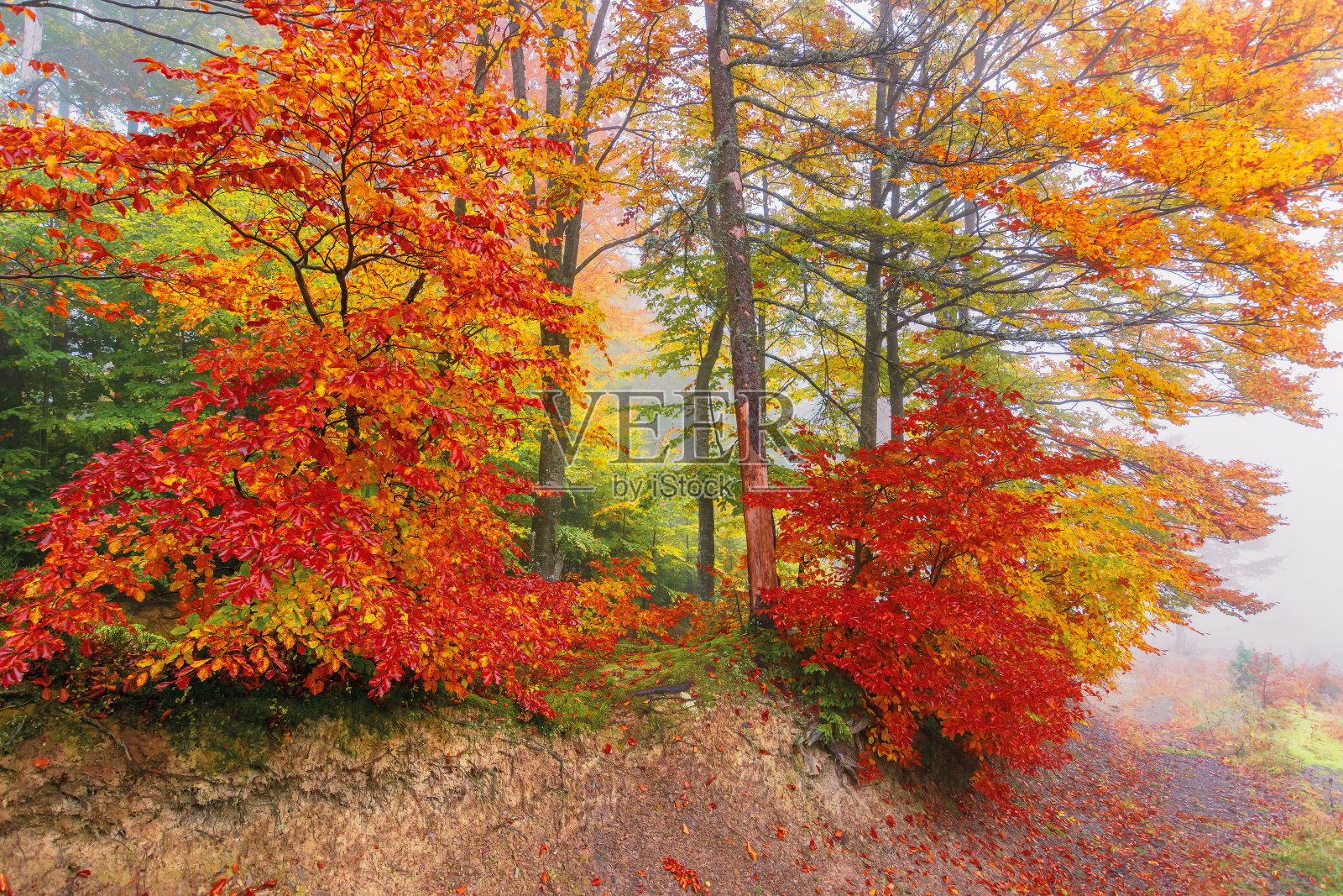 雾天山毛榉枝叶五彩缤纷照片摄影图片