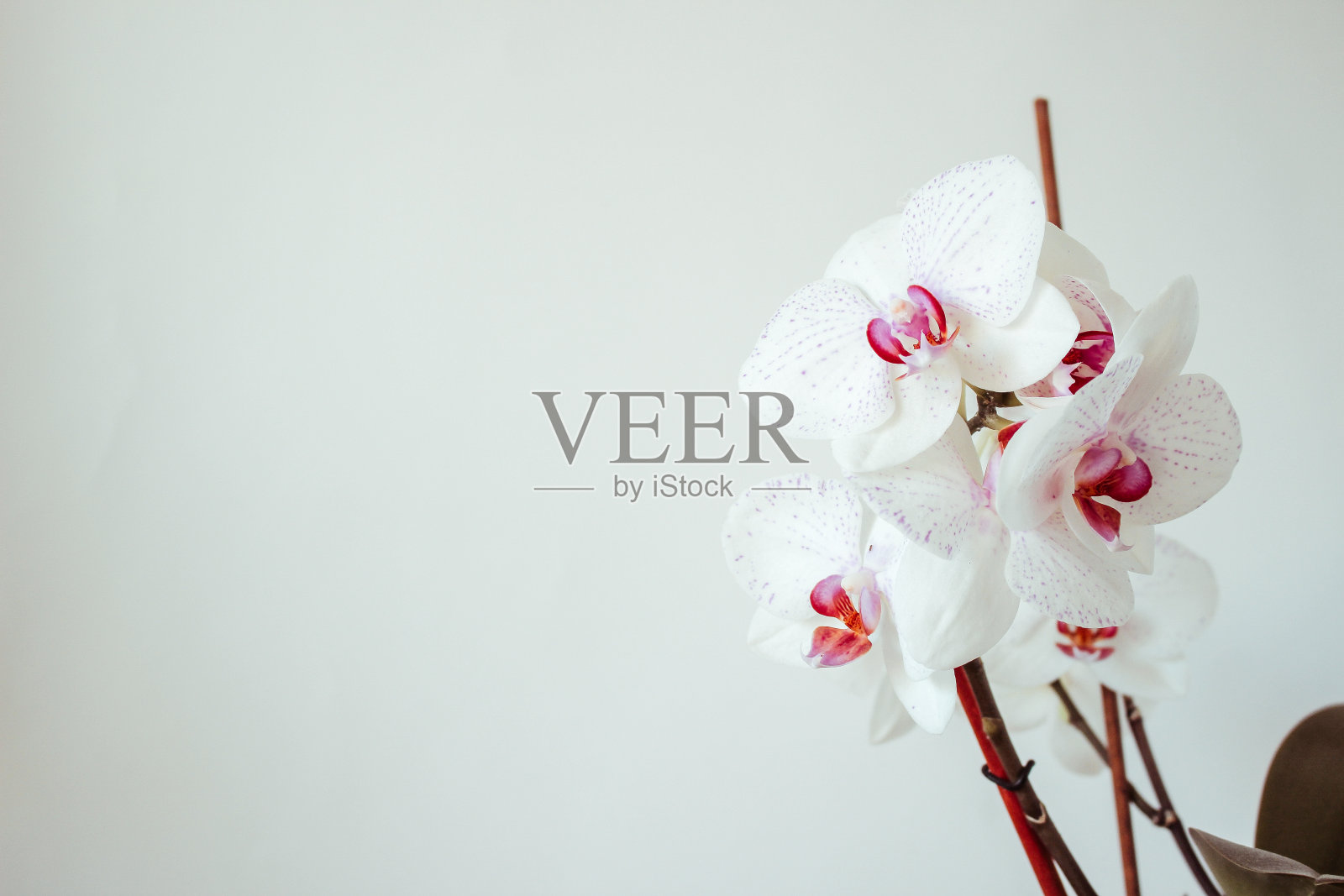 白色兰花孤立在白色的墙壁背景照片摄影图片