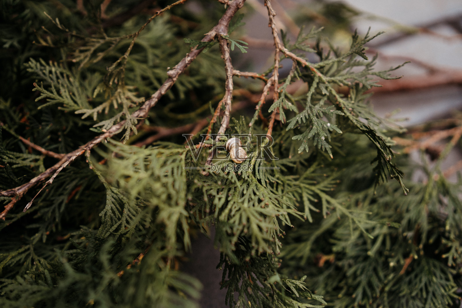 蜗牛坐在枝头上，住在森林里照片摄影图片