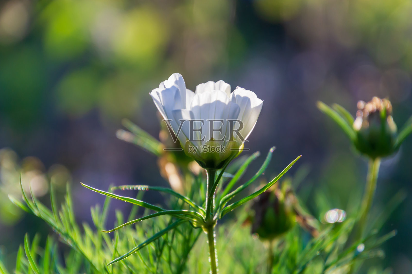 考马莎花在阳光下闪耀着朦胧的晚光背景照片摄影图片