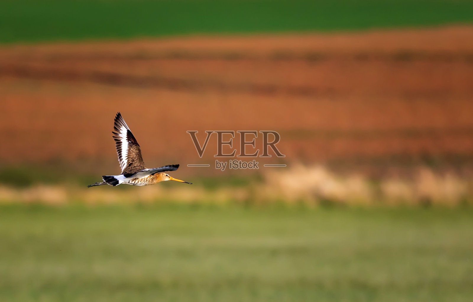 自然和鸟。丰富多彩的自然栖息地背景。鸟:黑尾塍鹬。Limosa Limosa。照片摄影图片