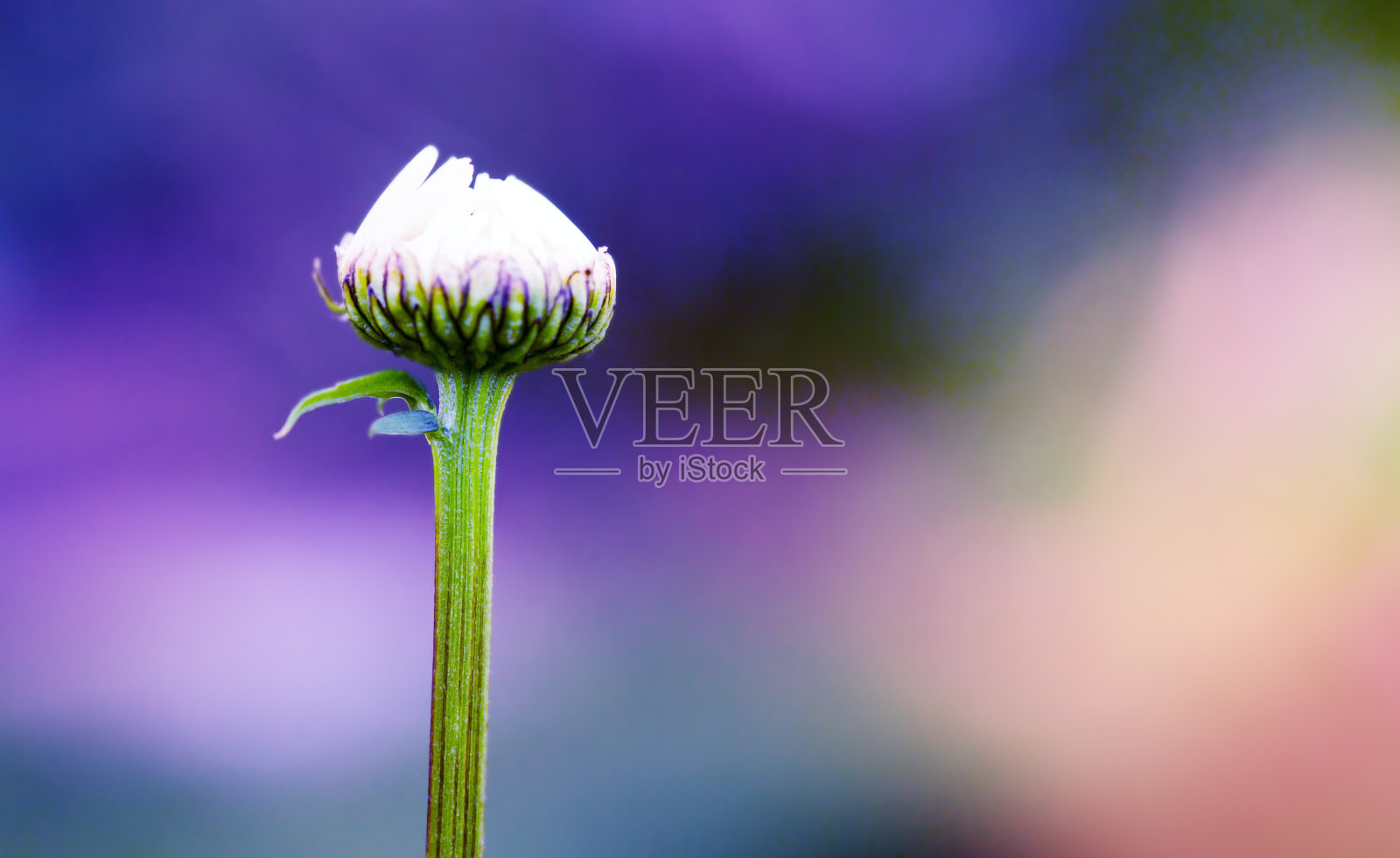 在彩色背景上分离的雏菊花蕾微距拍摄。照片摄影图片
