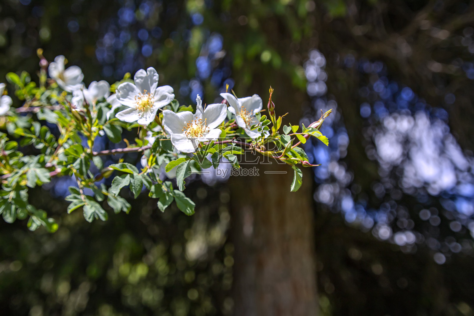 野生玫瑰枝与白色的花和芽近距离在一个绿色模糊的背景照片摄影图片