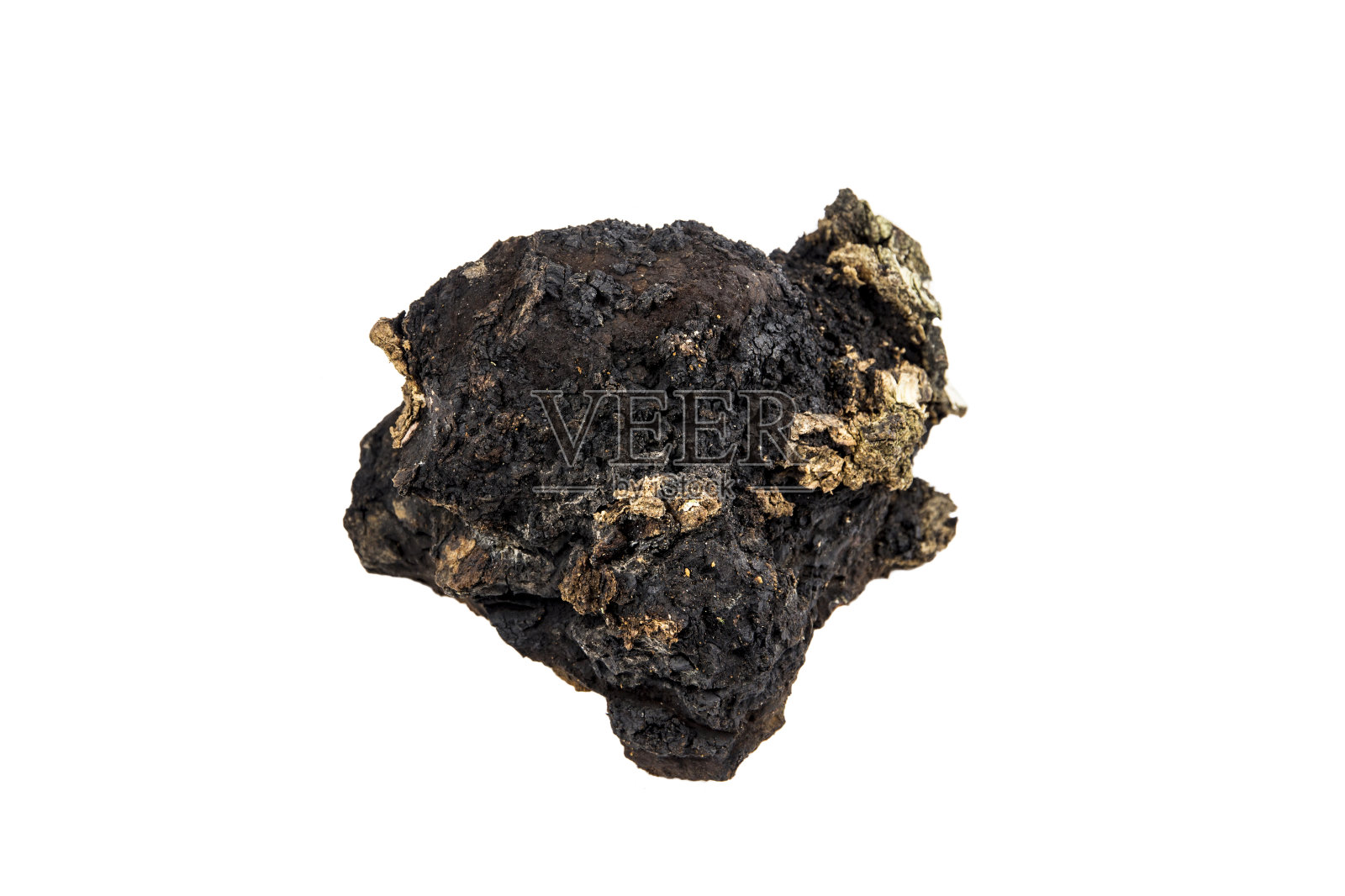 超过20年的野生天然有机蘑菇块，在白色背景上孤立的Inonotus斜蘑菇。秋天采自纯林桦树树干。照片摄影图片