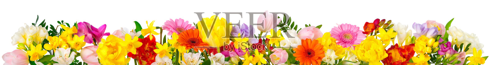 彩色的花在白色的旗帜格式照片摄影图片