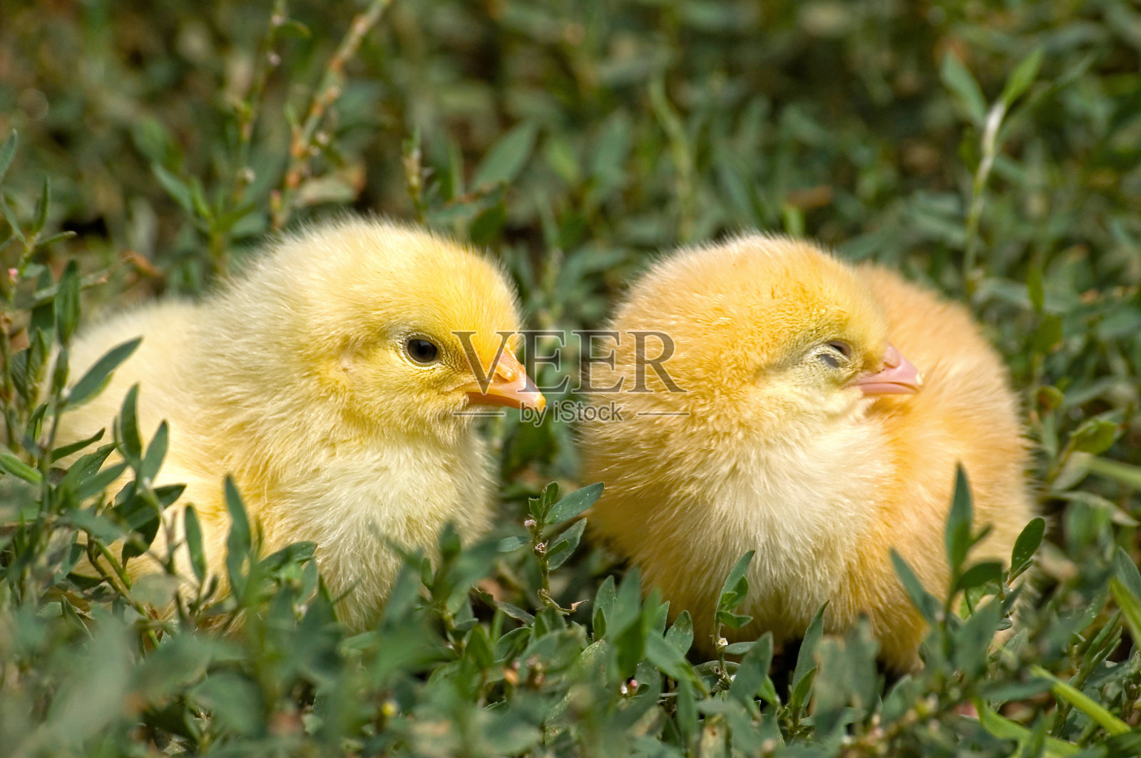 奇肯照片摄影图片