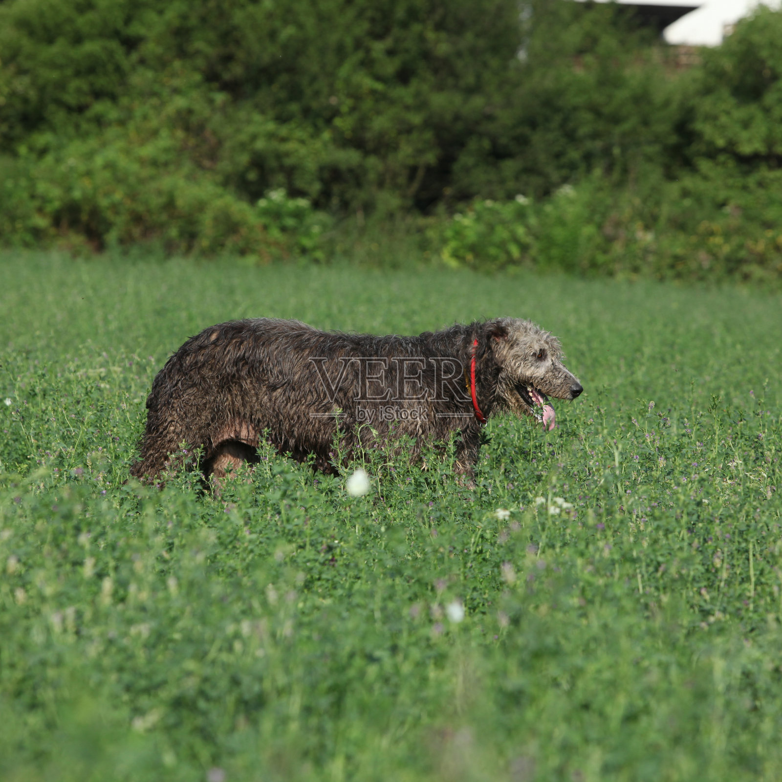 在大自然中奔跑的爱尔兰猎狼犬照片摄影图片