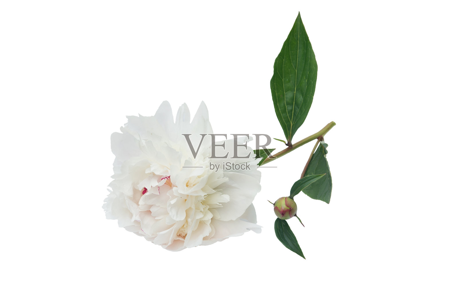 一朵白色盛开的牡丹，花蕾孤立在白色的背景。照片摄影图片