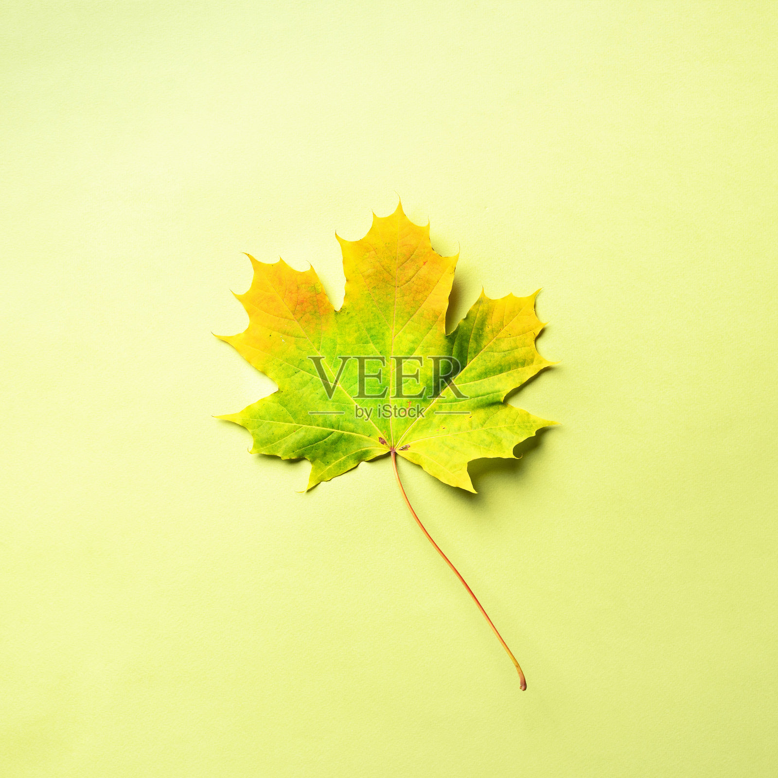 金秋的概念。阳光明媚，天气温暖。枫叶在绿色背景与复制空间。前视图。秋天的颜色照片摄影图片