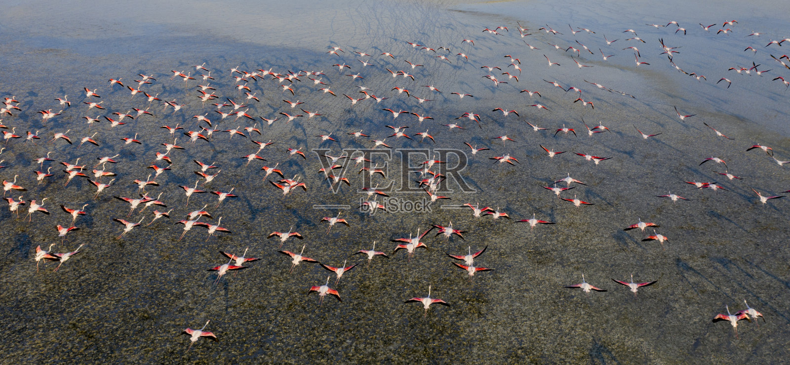 鸟瞰湖上的火烈鸟照片摄影图片