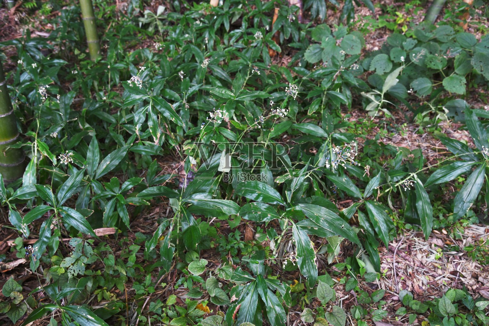 日本波利亚花和浆果照片摄影图片