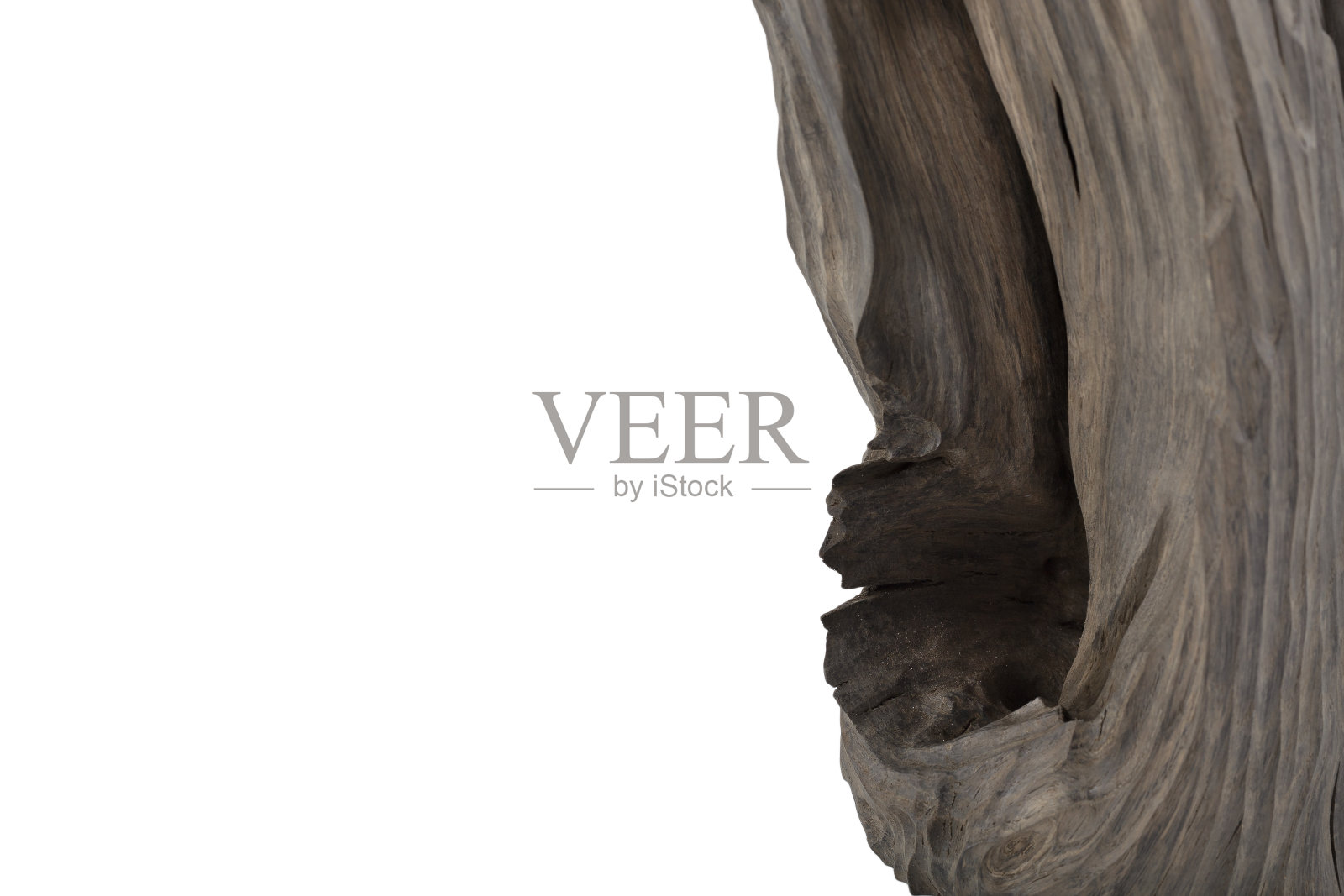 白色背景上的再生沼泽橡树照片摄影图片