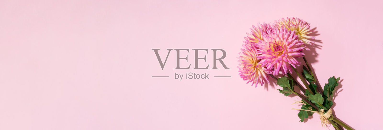 粉彩背景上的节日花束，复制空间。前视图。带有黄色和粉色大丽花的创意贺卡。横幅照片摄影图片