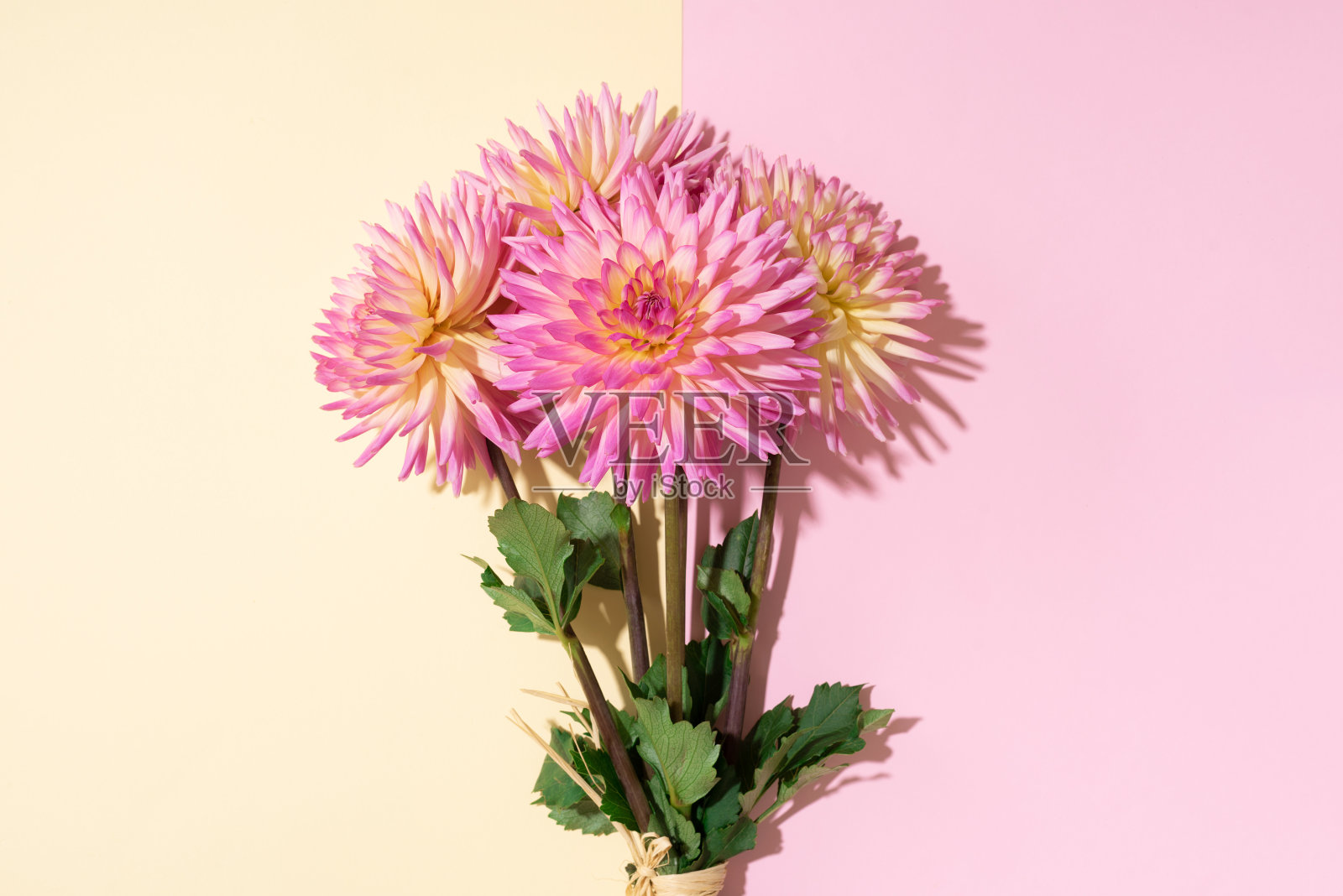 大丽花球状巴巴里花在粉红色和黄色的背景。副本的空间。前视图。平的。花卉设计。浪漫的约会或婚礼卡片上的夏日花朵。花店的概念照片摄影图片