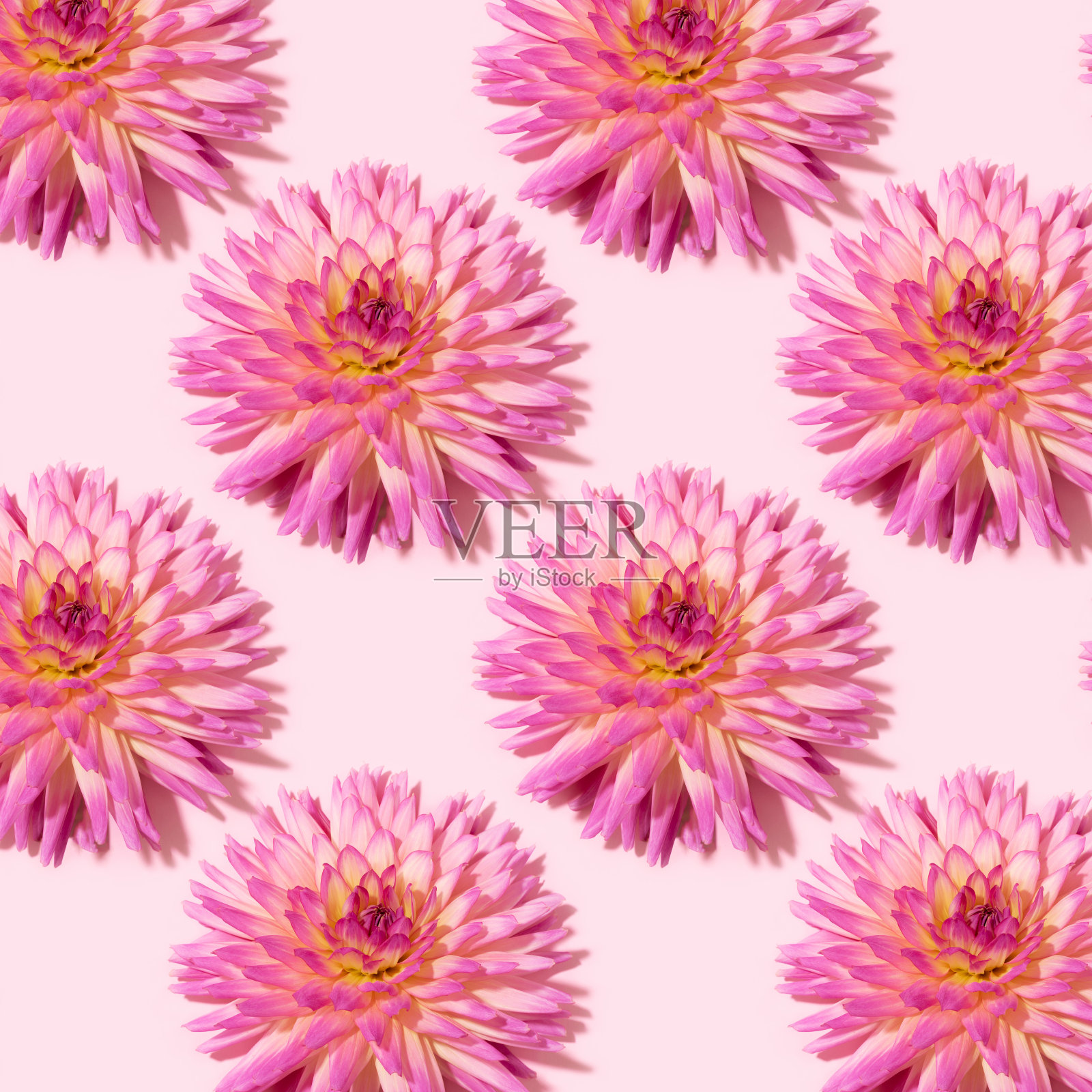 粉红色的背景与大丽花。平的。前视图。花卉图案。春夏喜庆背景。照片摄影图片