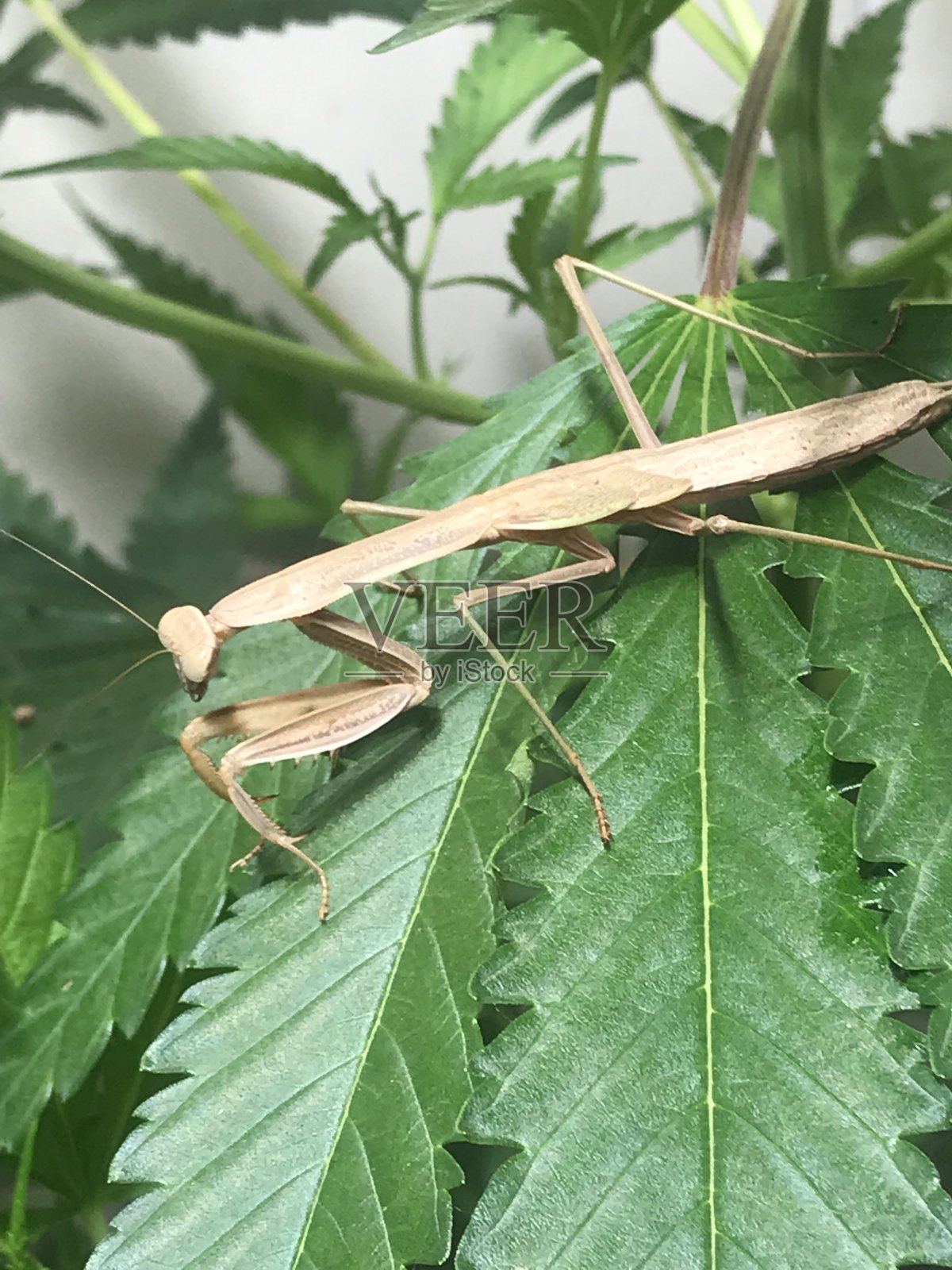 中国螳螂照片摄影图片