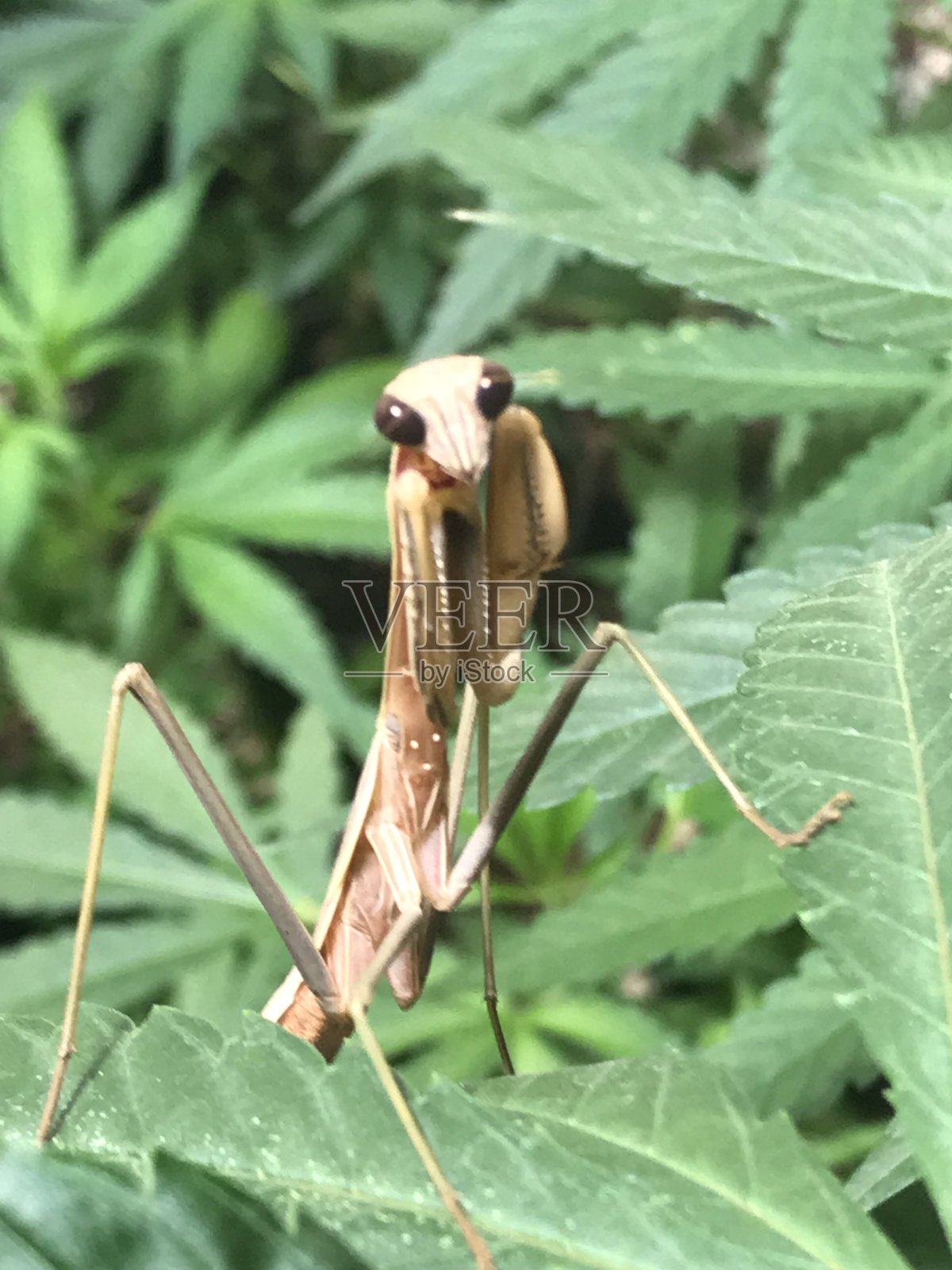 中国螳螂照片摄影图片