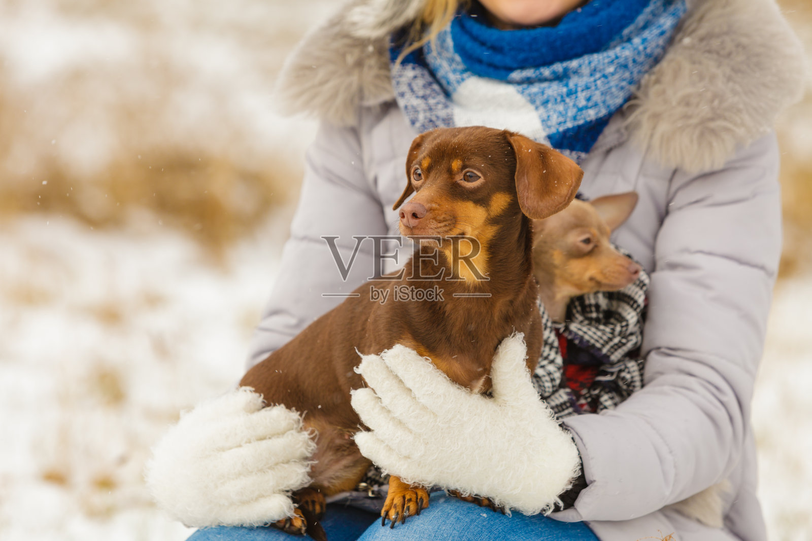 女人在冬天和狗玩照片摄影图片