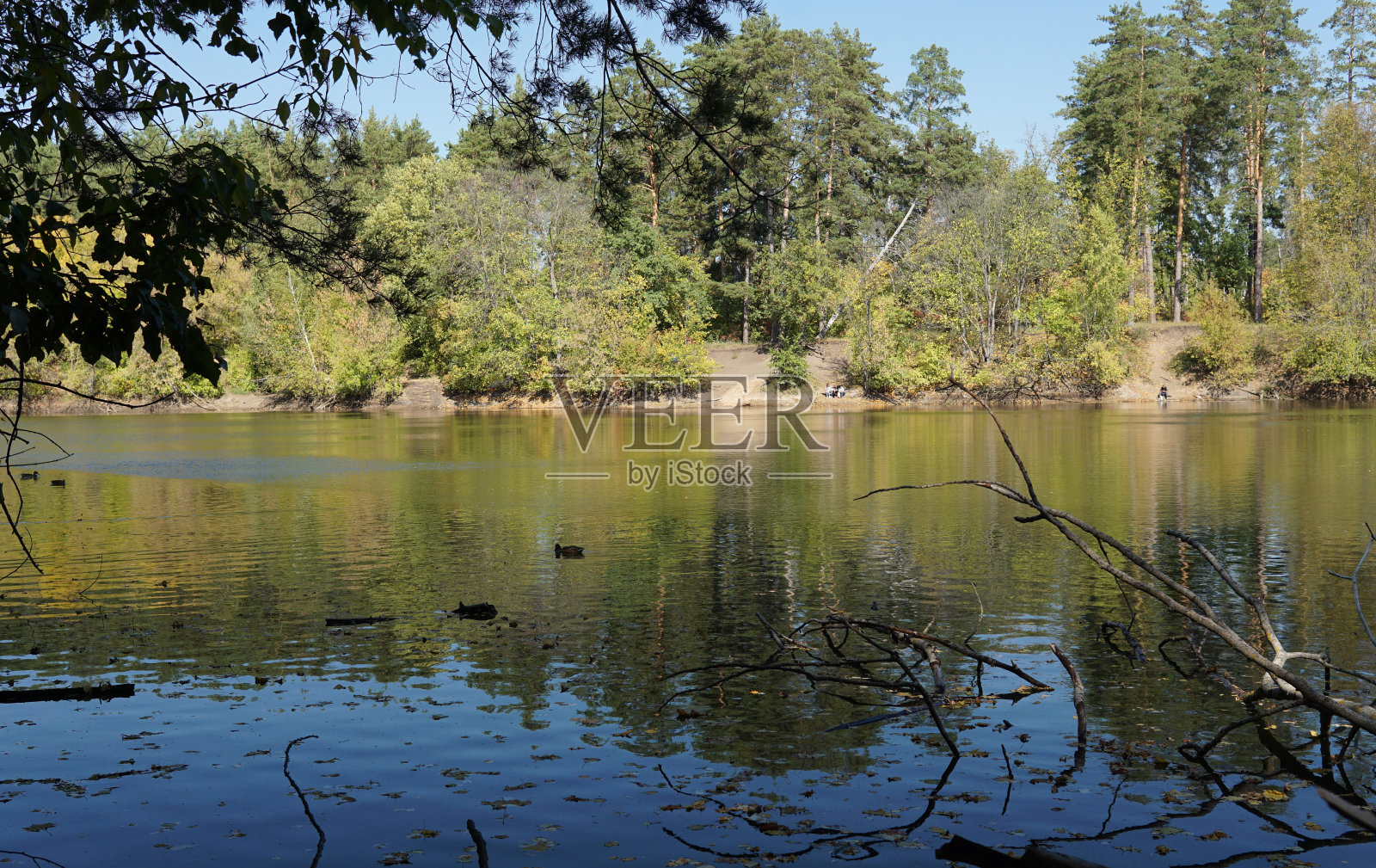 池塘和鸭子在公园在温暖的秋天的天气。照片摄影图片