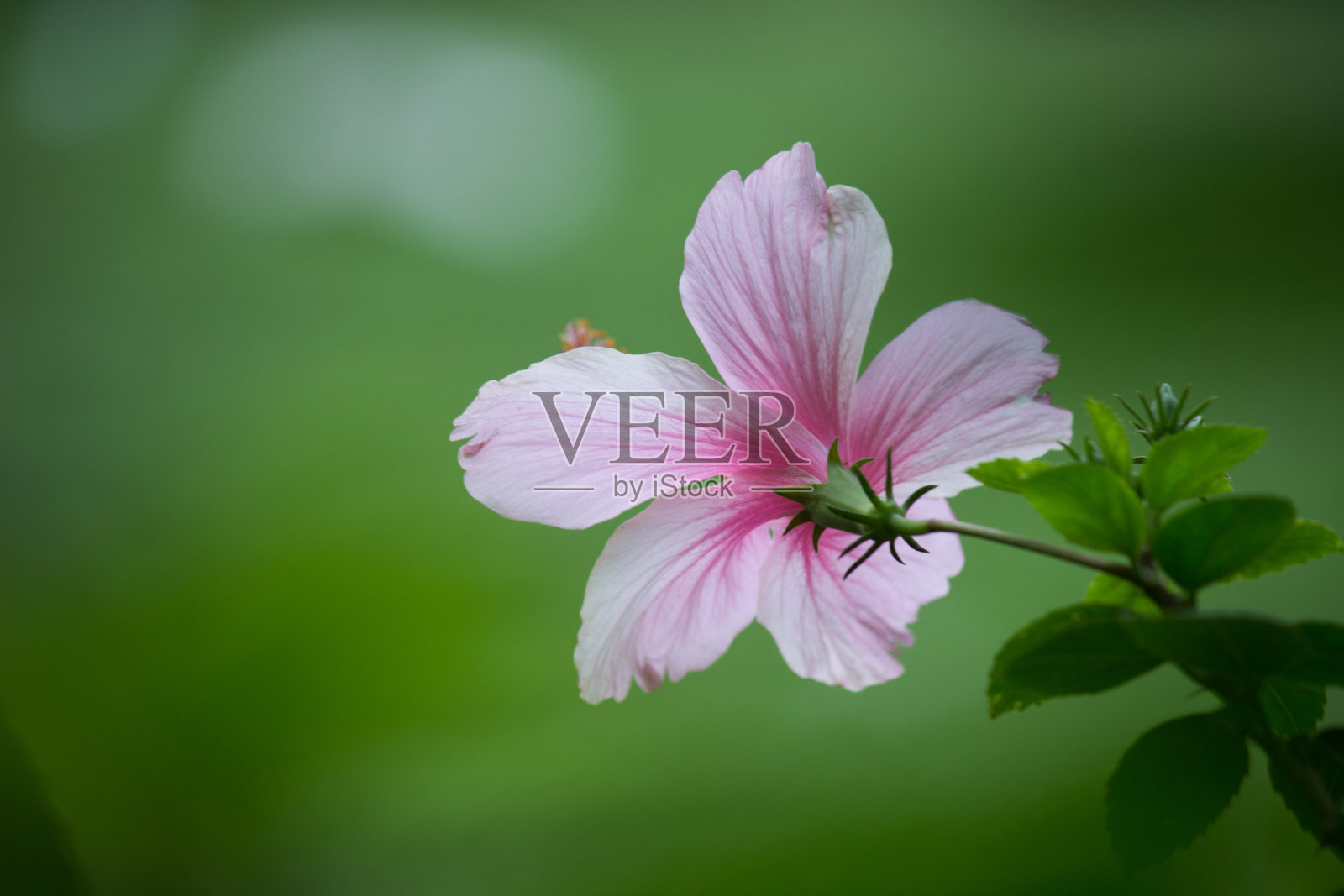 芙蓉花照片摄影图片