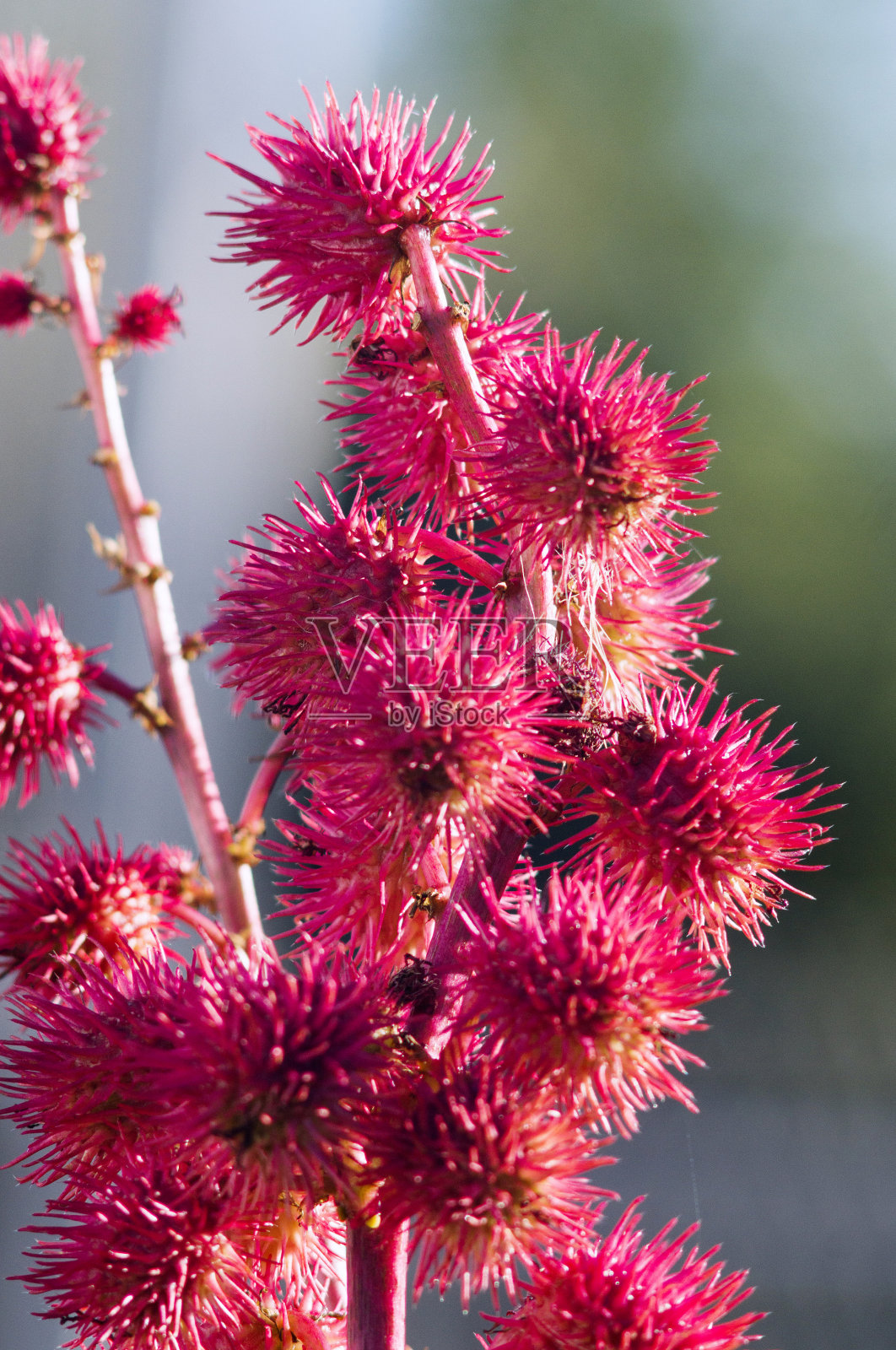 蓖麻照片摄影图片