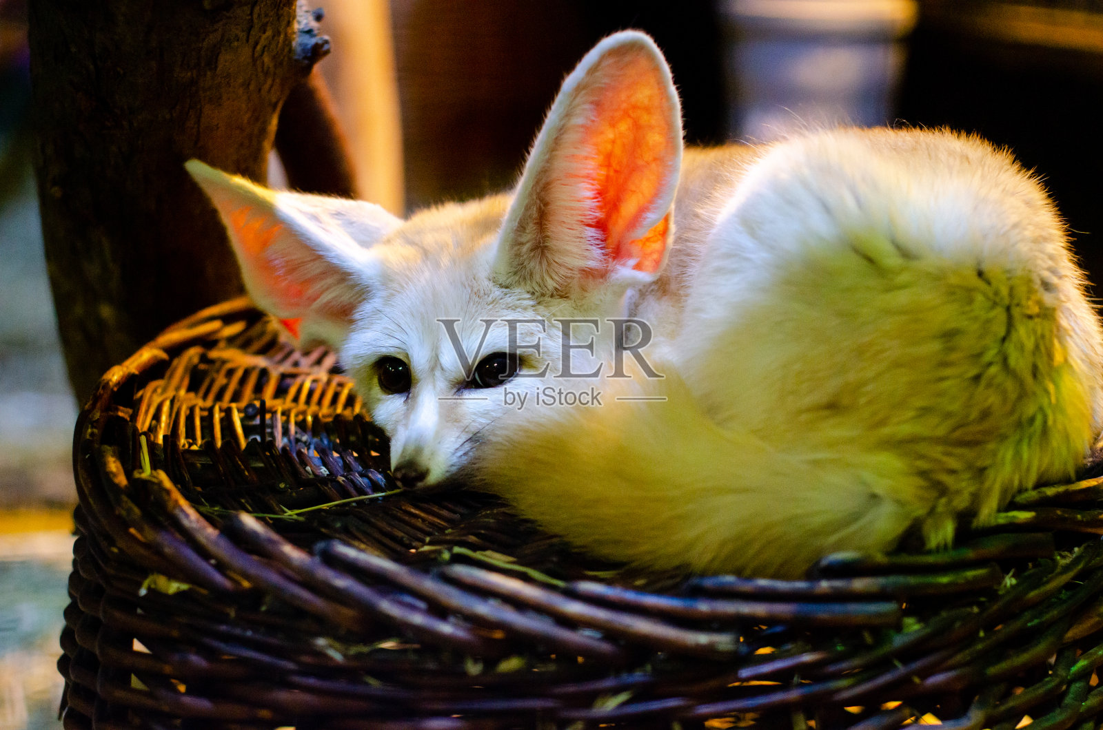 耳廓狐，或耳廓狐(Vulpes zerda)，是一种小型的黄昏狐。照片摄影图片