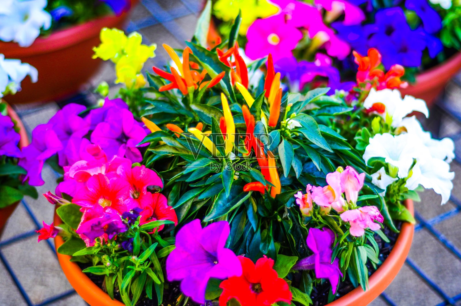 彩色辣椒和矮牵牛花花盆照片摄影图片