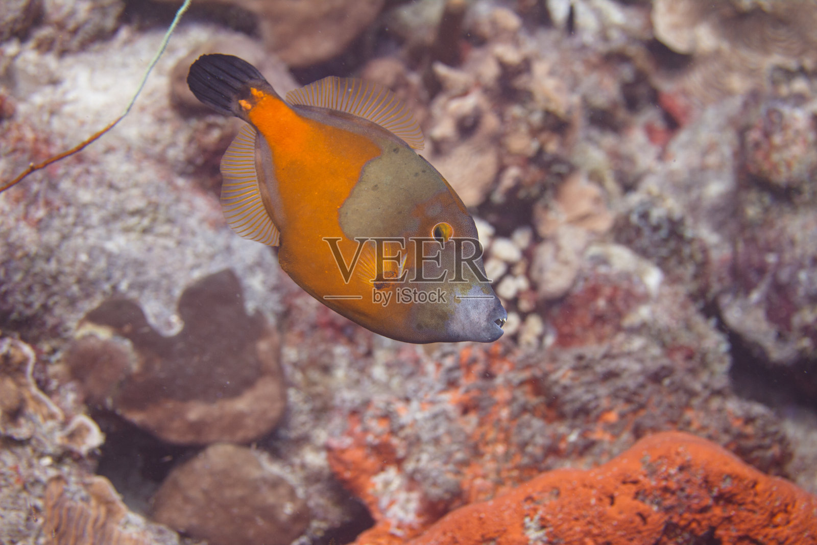 Whitespotted鲀照片摄影图片