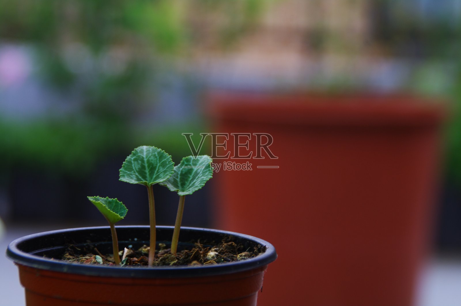 花总是美丽的。照片摄影图片
