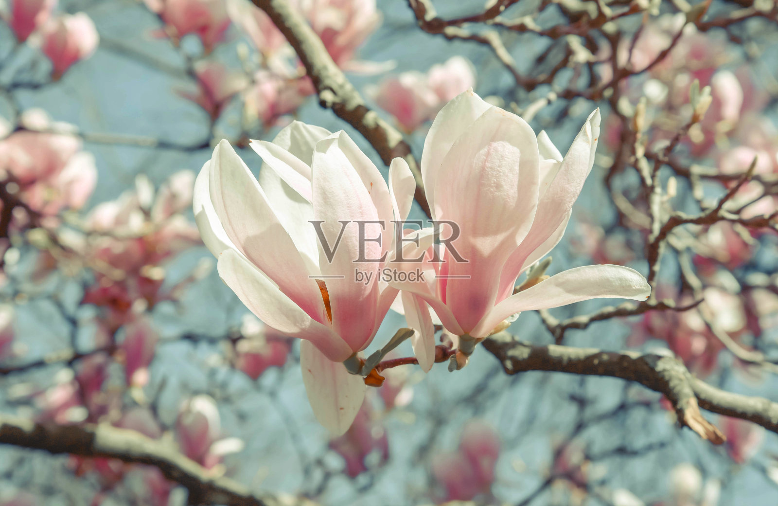 盛开的木兰花树照片摄影图片