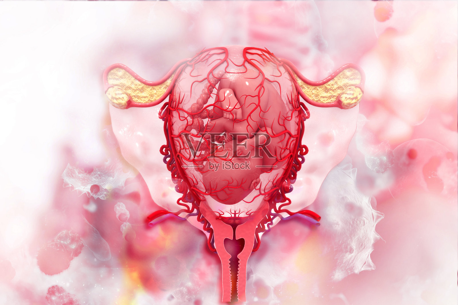 人类胎儿的科学背景照片摄影图片