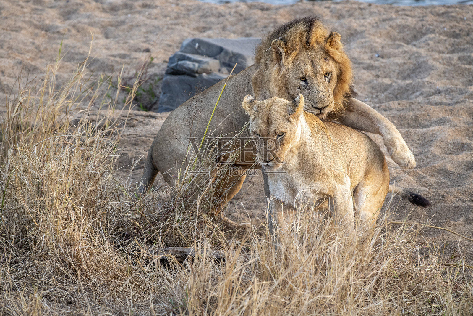 在南非克鲁格公园交配的狮子照片摄影图片