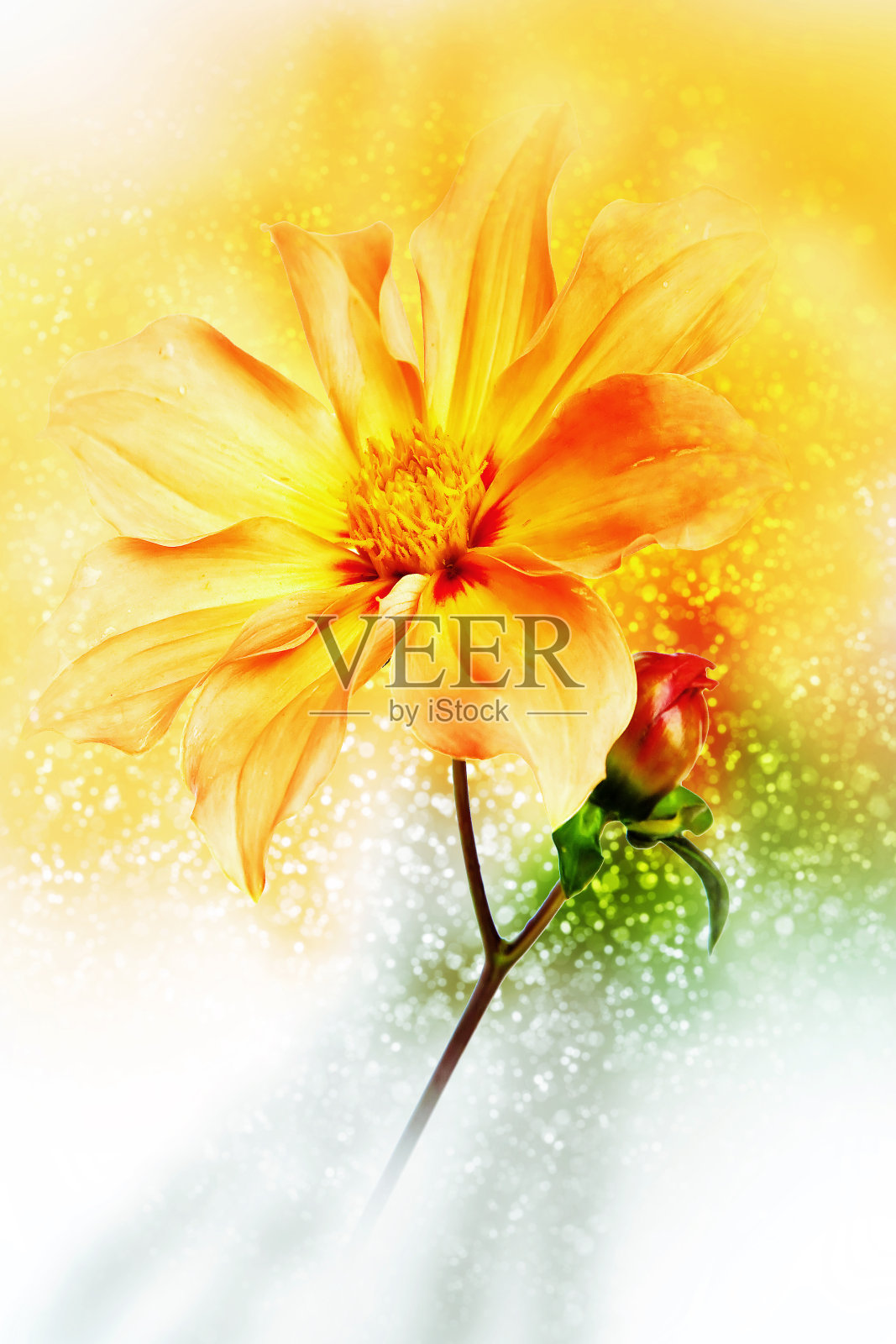 达莉亚一年，就像Merry那伙人。散景,模糊照片摄影图片