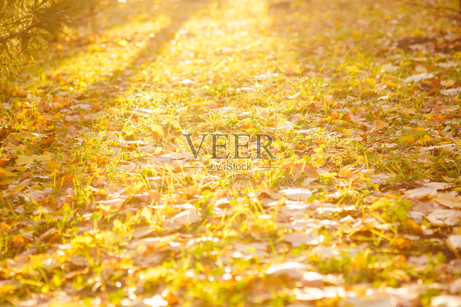 黄色，橙色和红色的秋叶在美丽的秋天公园。美丽的秋天风景与黄叶和太阳。公园里五颜六色的树叶。落叶自然背景照片摄影图片