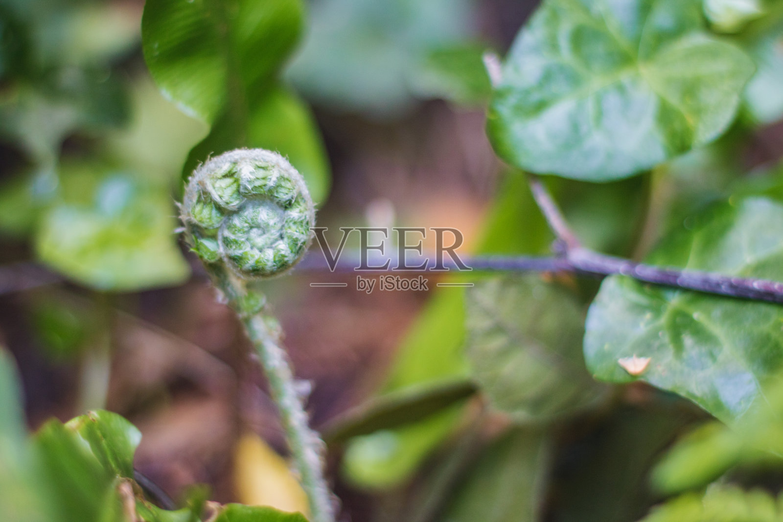 蕨类的嫩芽在树叶中绽放照片摄影图片