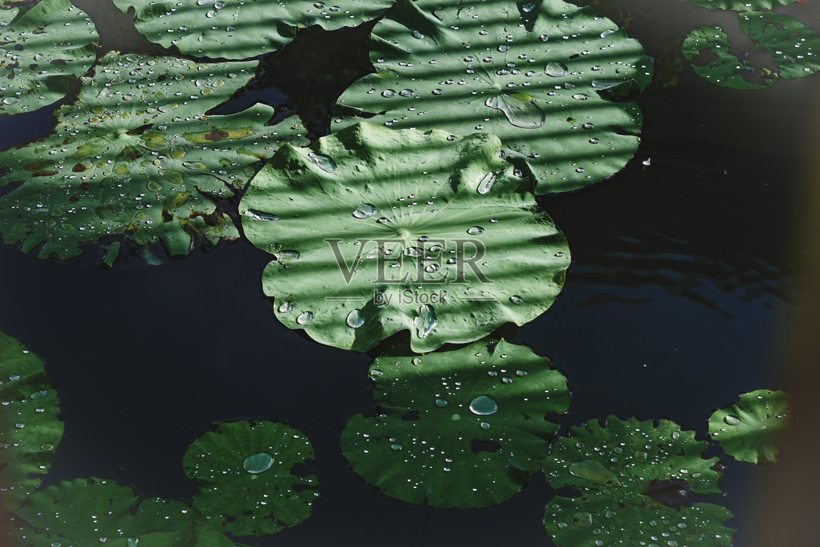 影子照片摄影图片