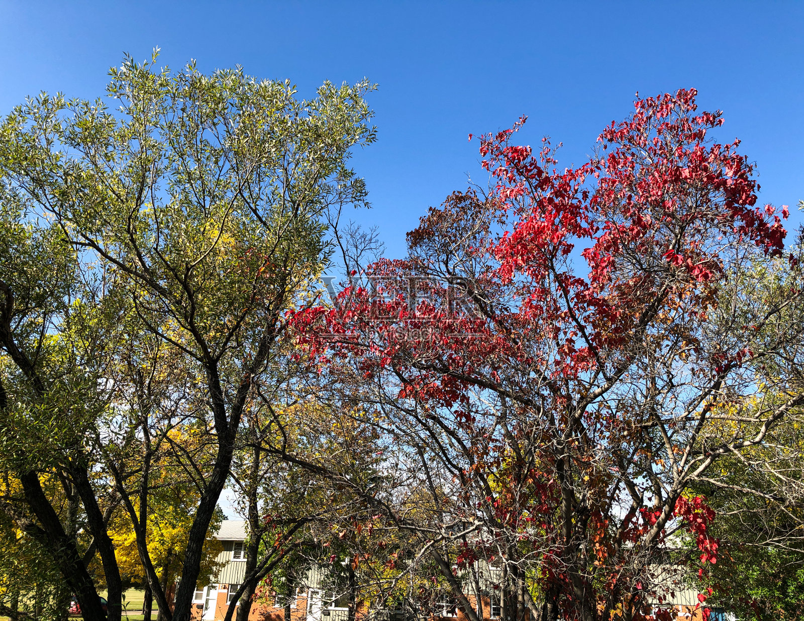 秋天的红叶透过金色的阳光照片摄影图片