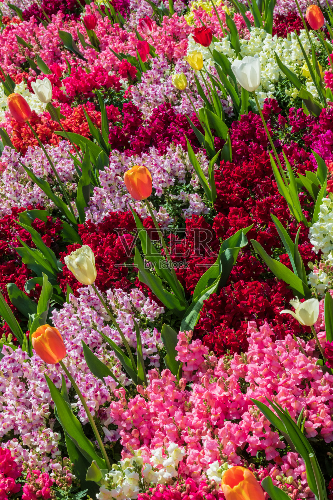 郁金香被五颜六色的花包围着照片摄影图片