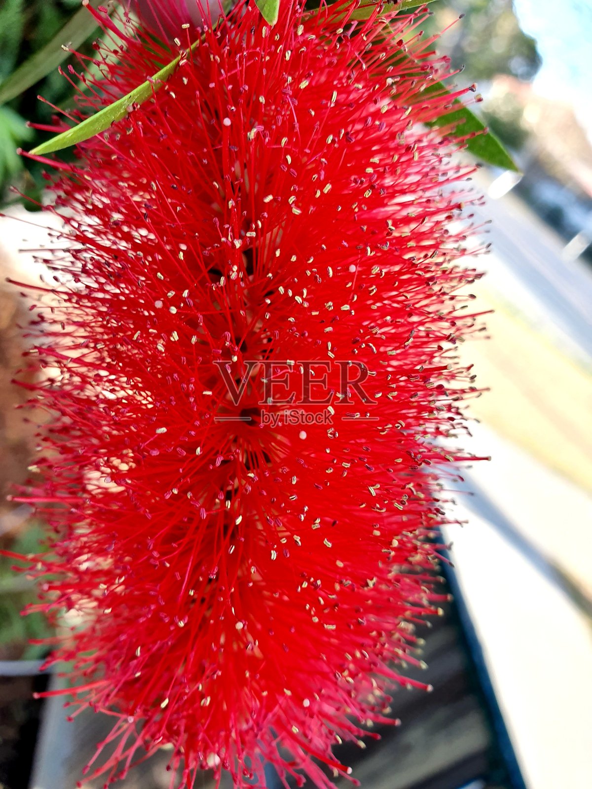 深红色瓶刷花2照片摄影图片