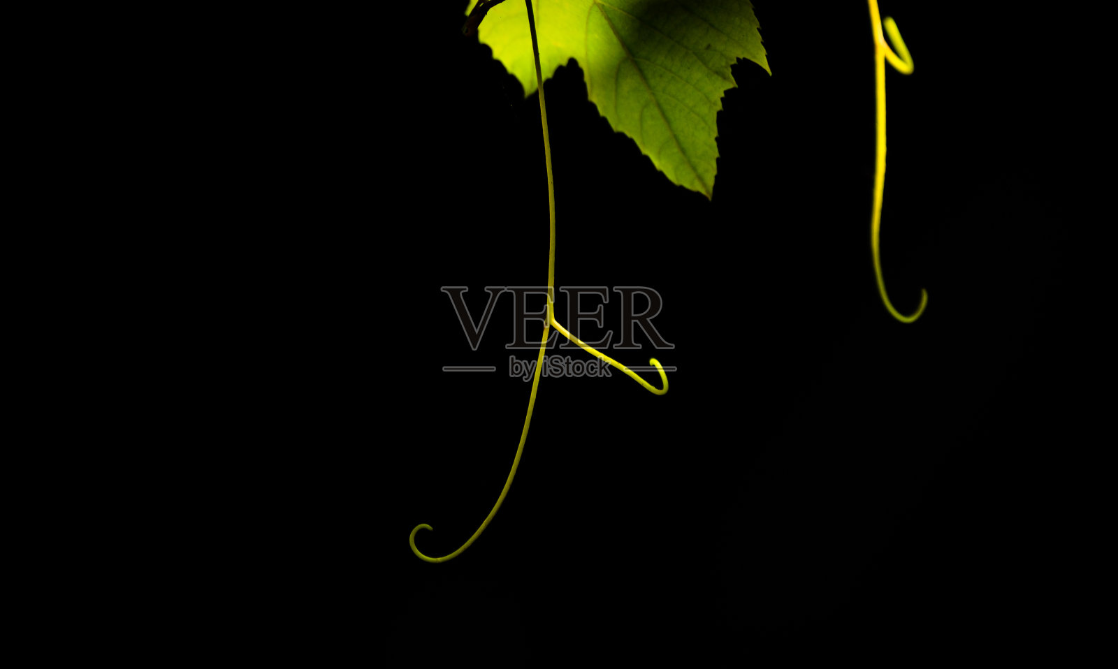 阳光下的葡萄枝头照片摄影图片