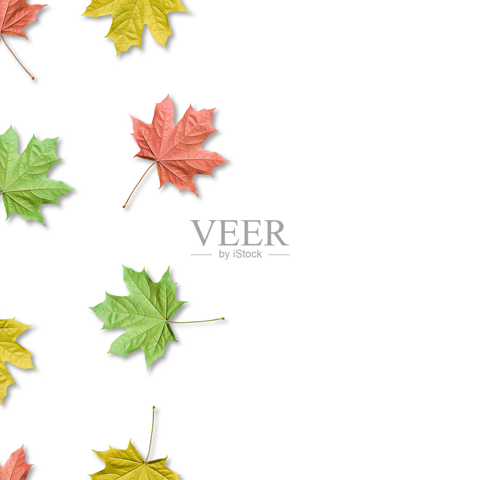 秋天的背景，五颜六色的枫叶无缝图案。枫叶孤立。副本的空间。照片摄影图片