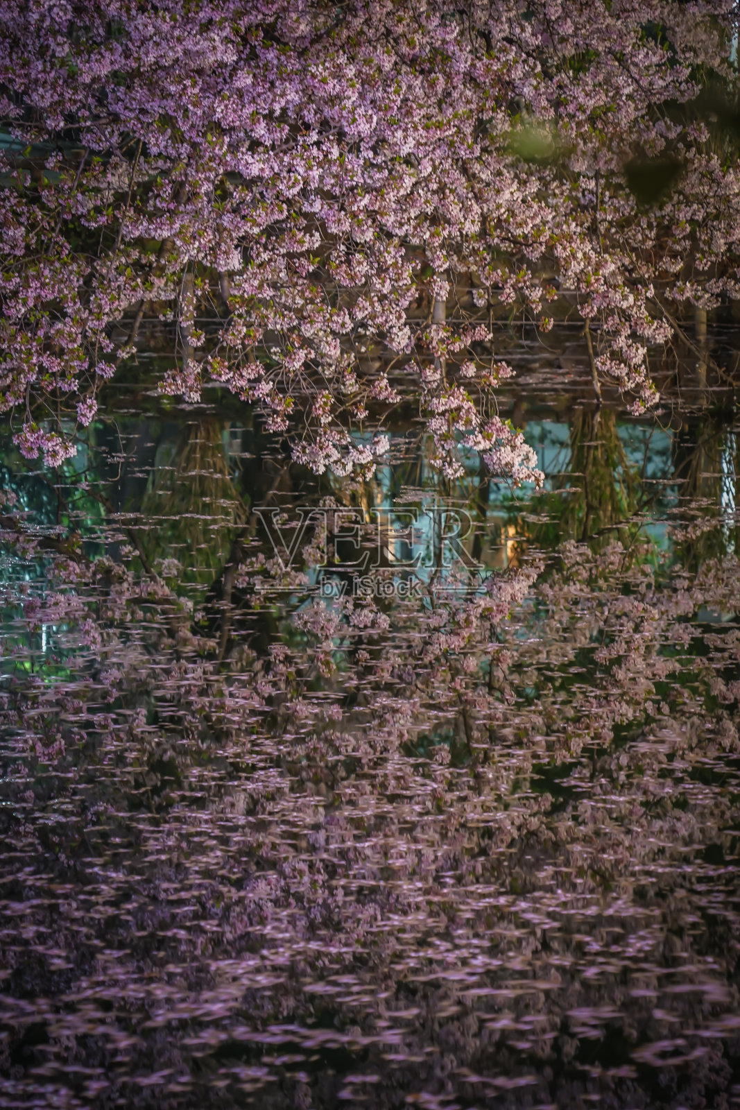 猪城公园的樱花照片摄影图片