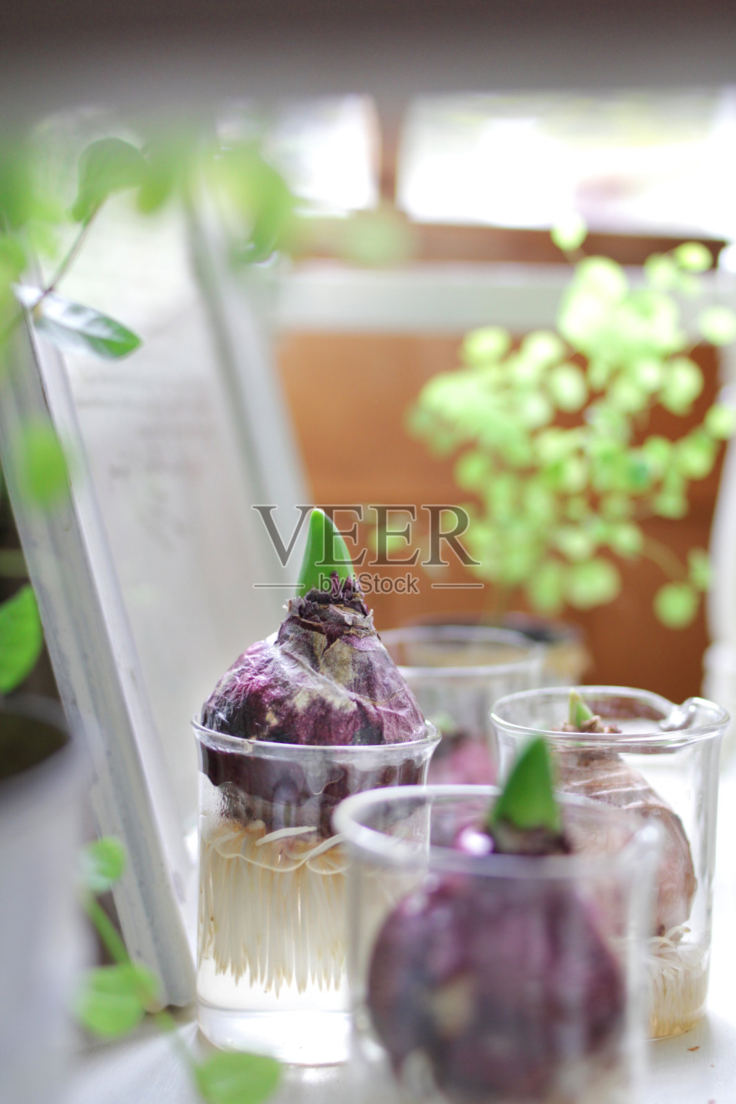 各种时尚室内植物照片摄影图片