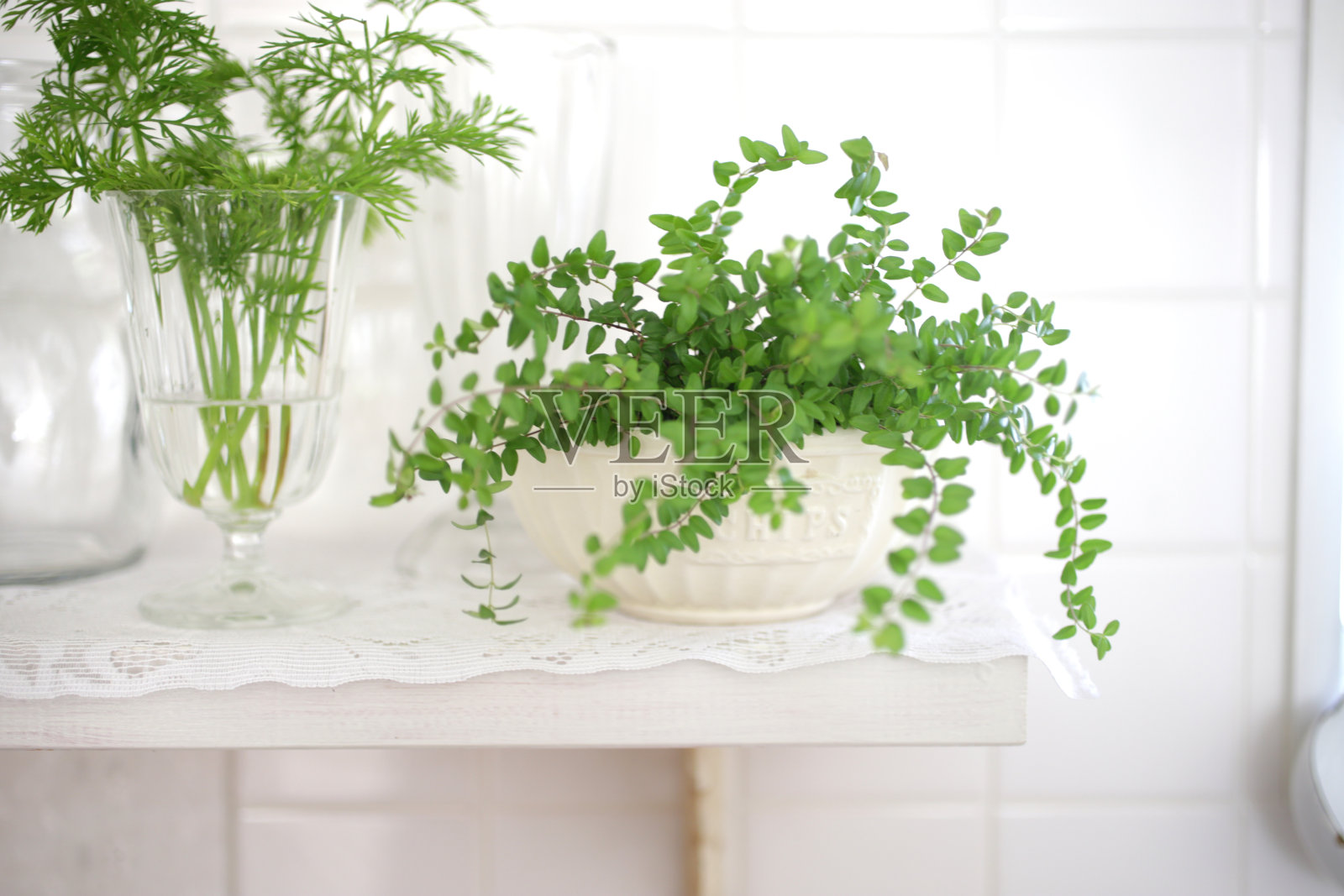 各种时尚室内植物照片摄影图片